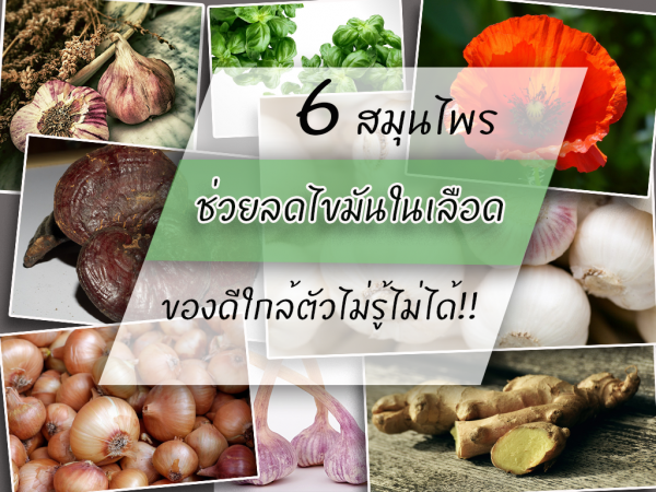 ช่วยลดไขมันในเลือด ,thai herb ,คุณธนอรรถ ตรีธิติธัญ